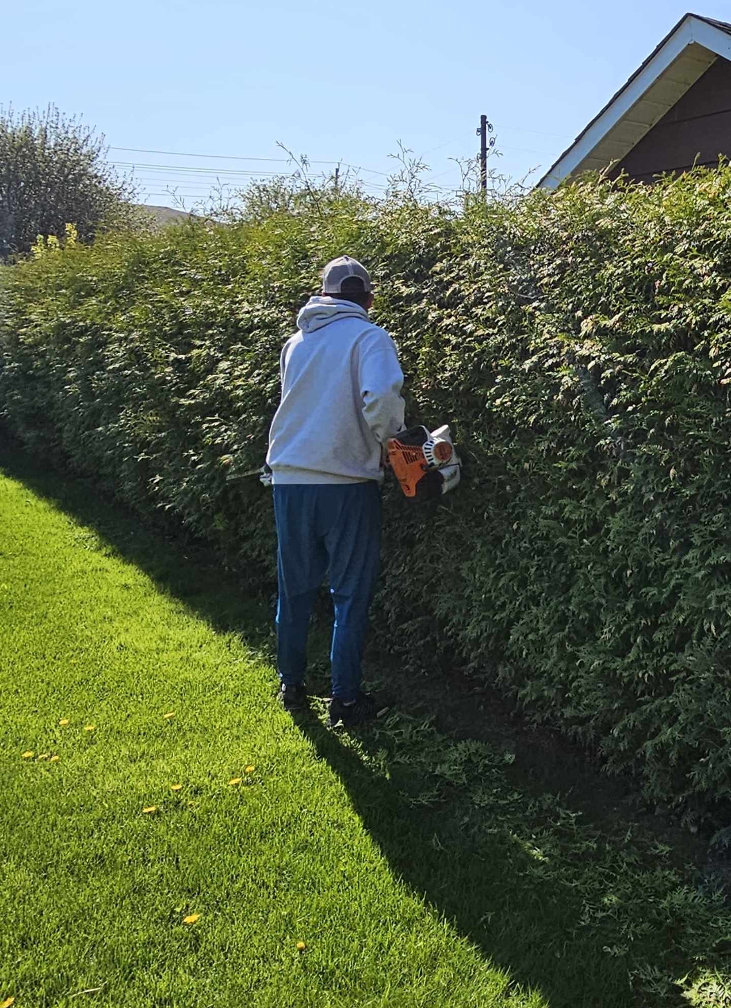Hedge Trimming