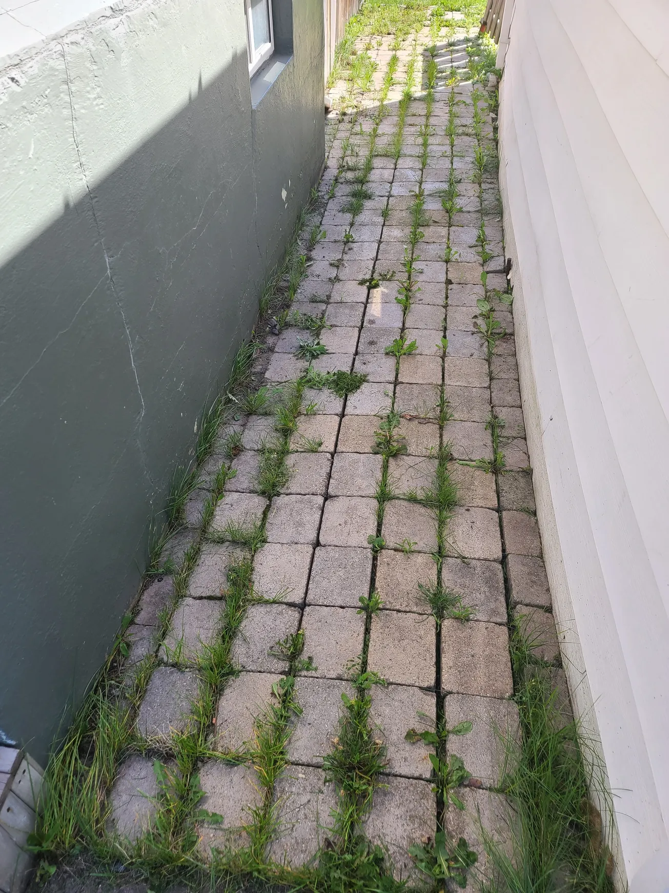 TLC Lawn Care project